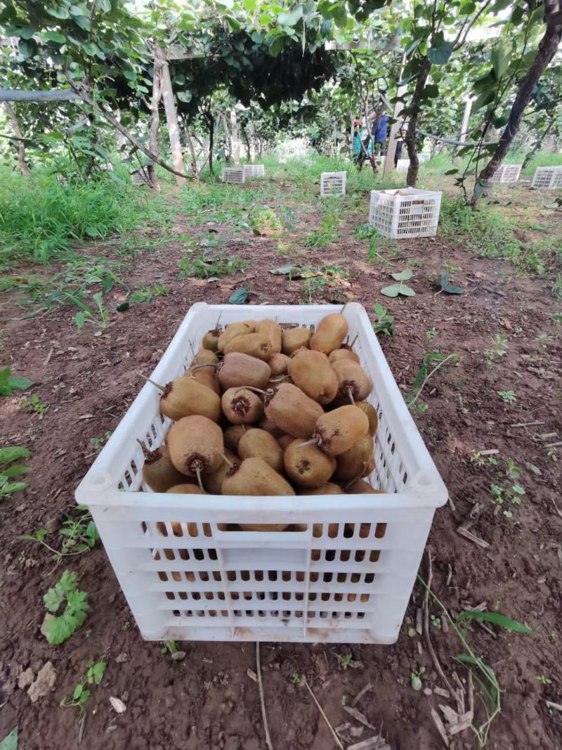 整车出货徐香猕猴桃对接全国市场货源充足量大从优欢迎采购