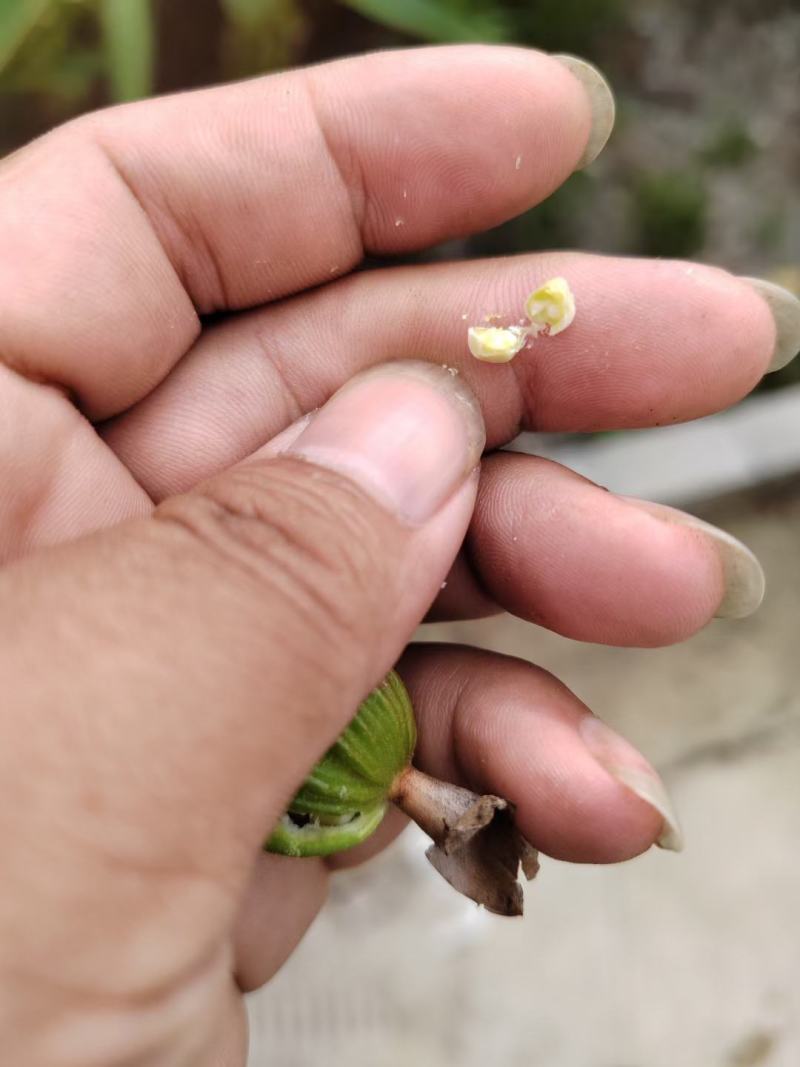 贵州省贞丰县砂仁