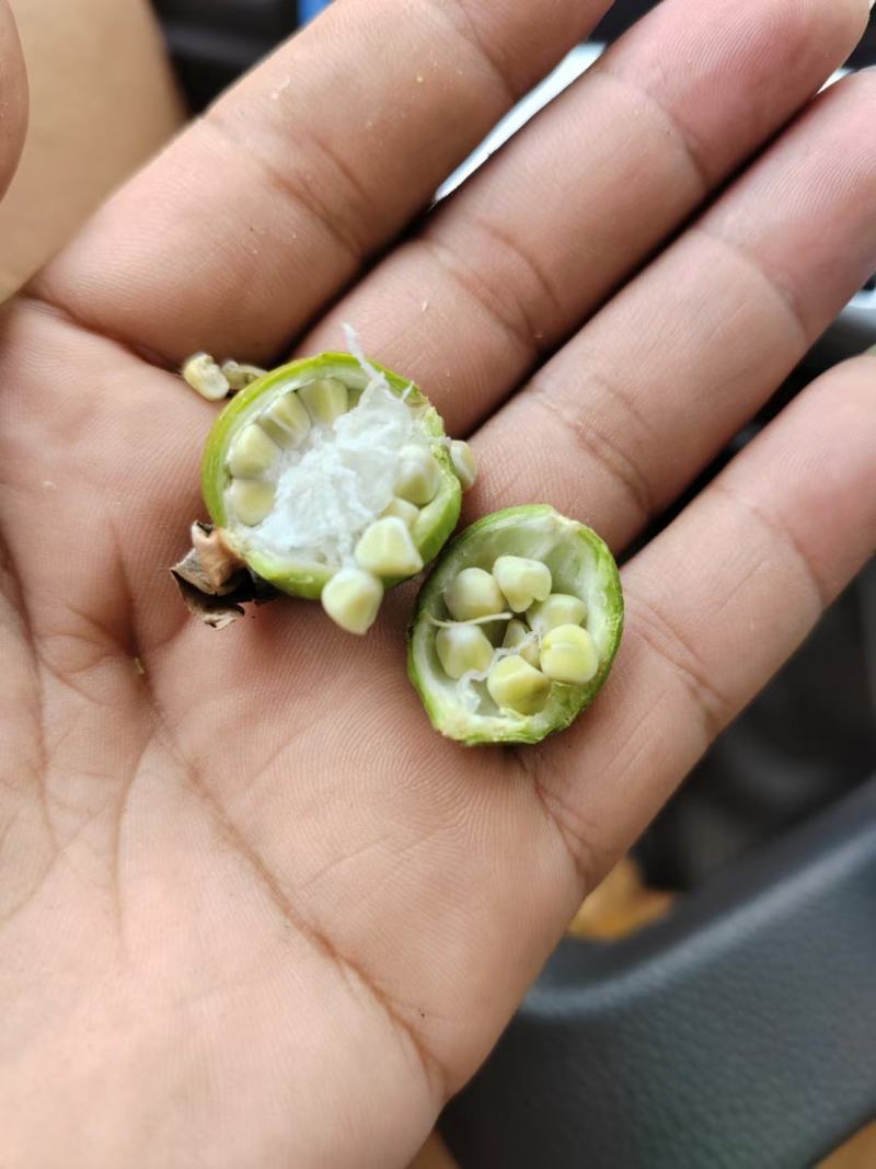 贵州省贞丰县砂仁