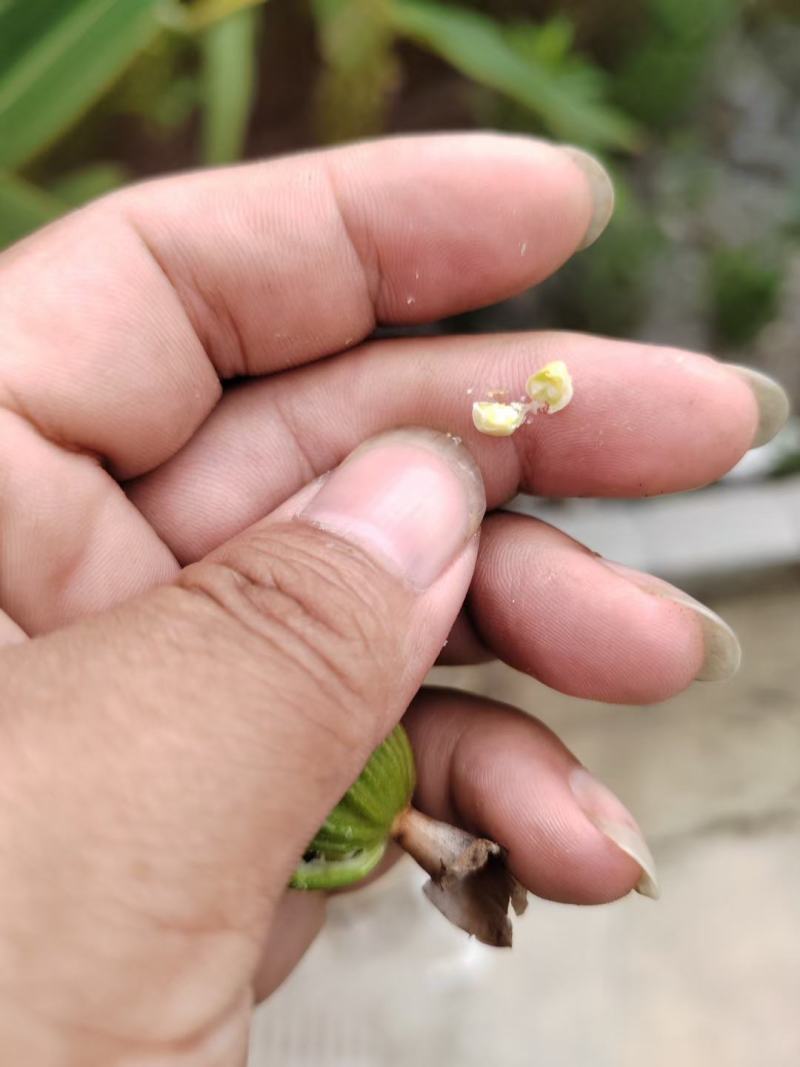 贵州省贞丰县砂仁