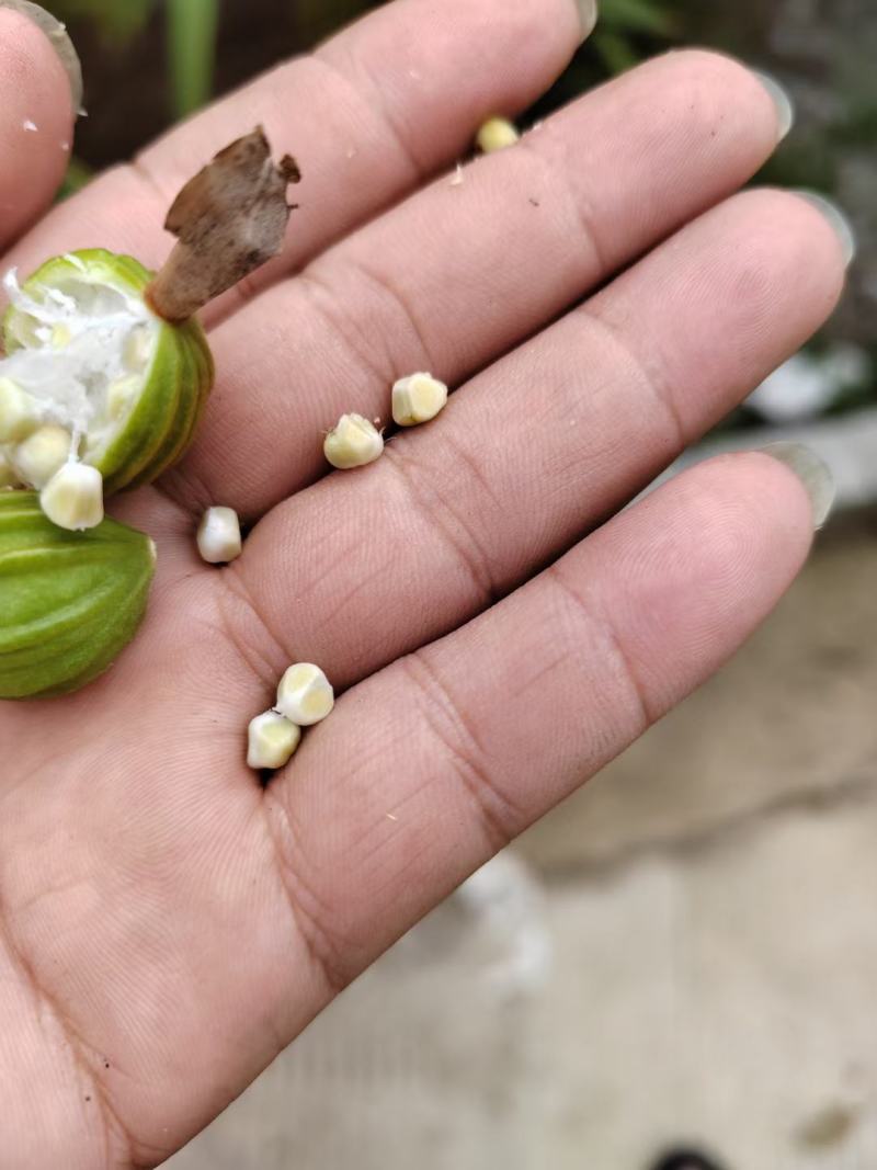贵州省贞丰县砂仁