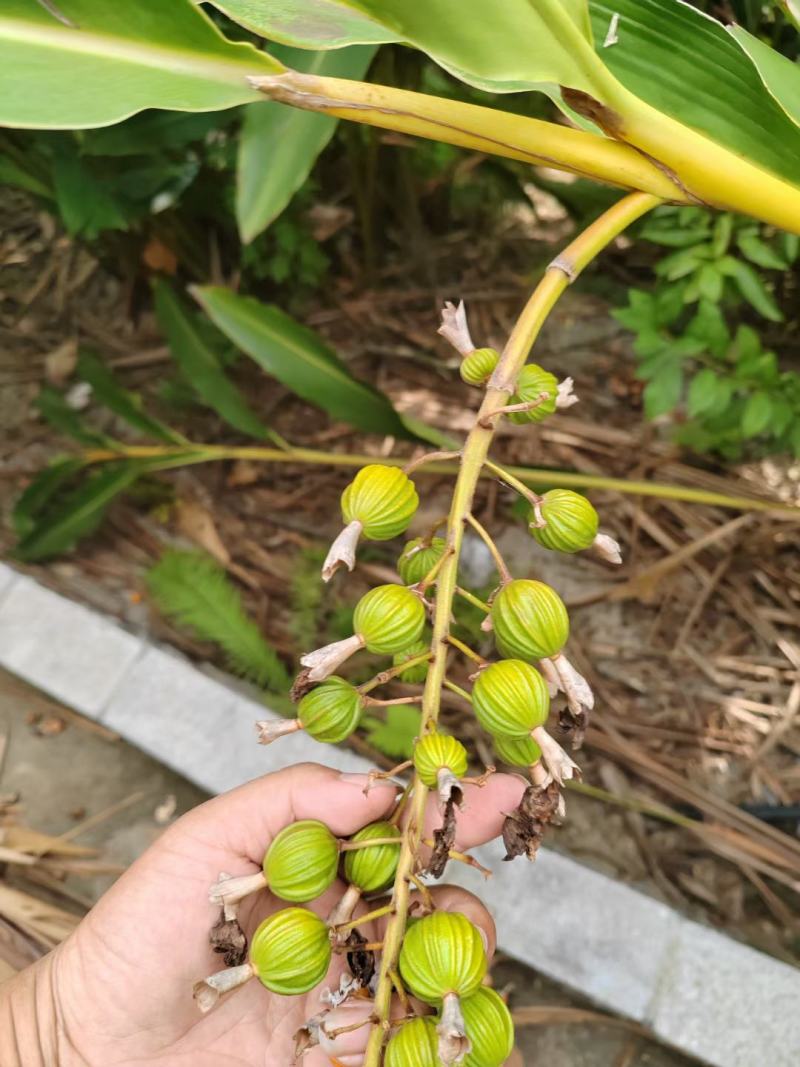 贵州省贞丰县砂仁