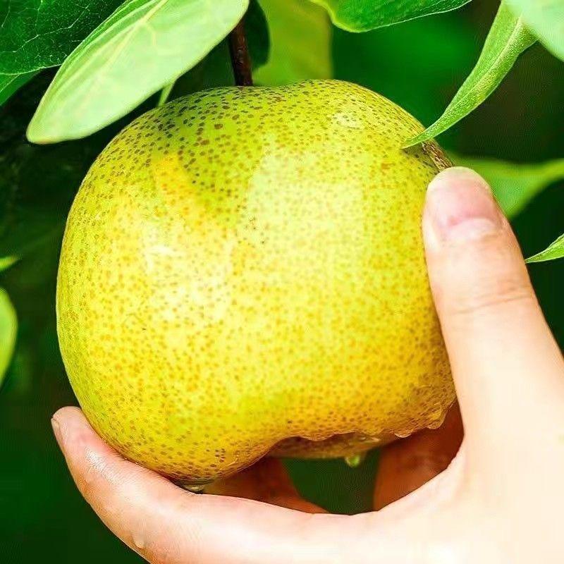 安徽砀山酥梨新鲜采摘脆甜多汁产地一手货源欢迎咨询