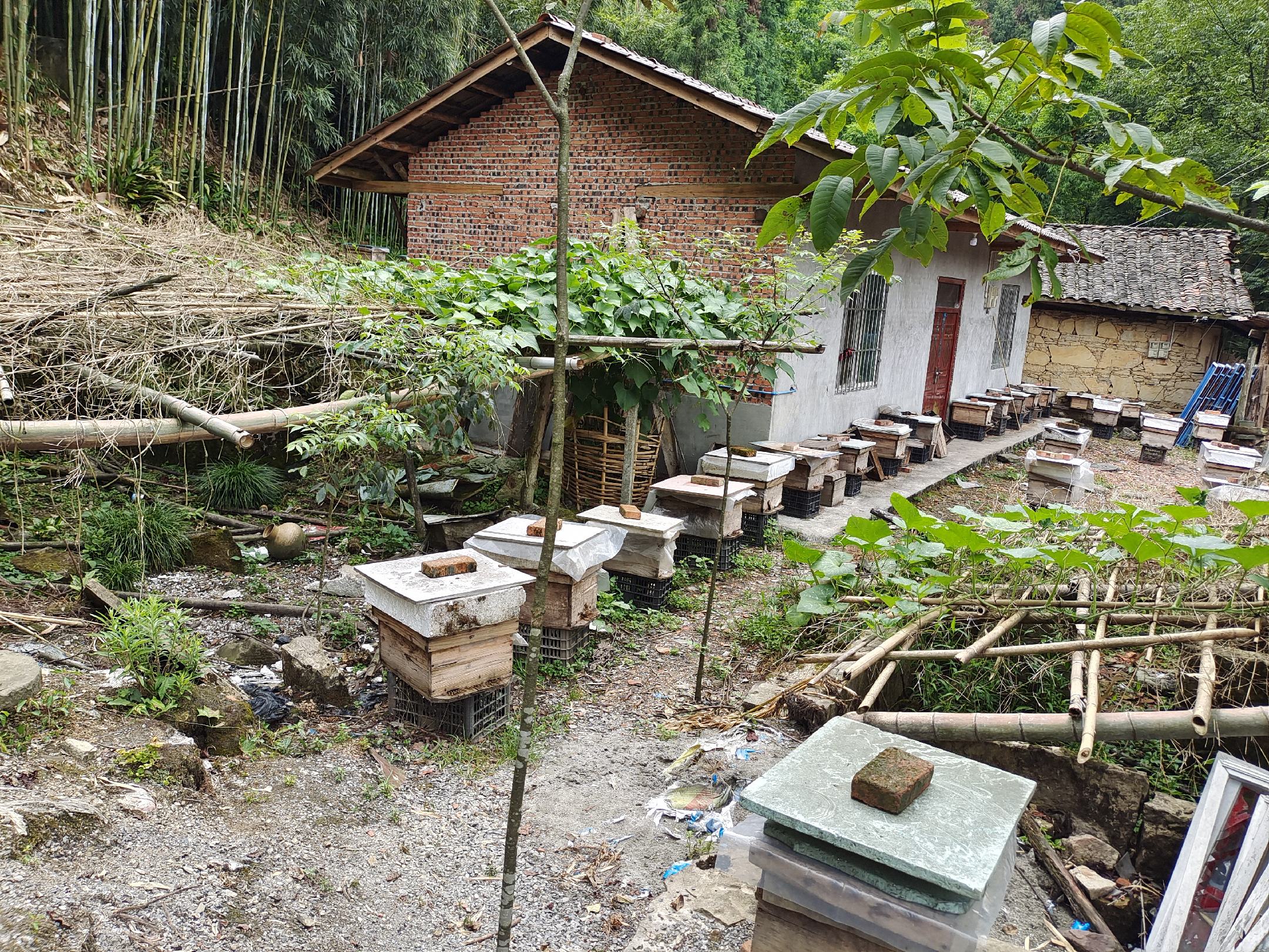 养蜂人正在从蜂箱中取出蜂蜜