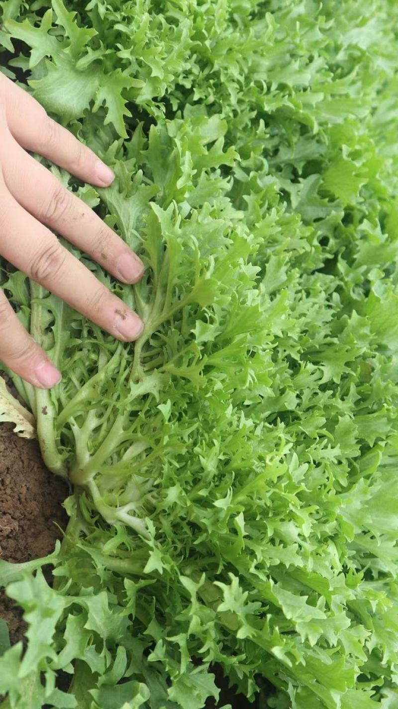 精品苦菊沈阳苦菊产地直供对接电商团购批发商