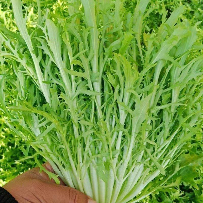 精品苦菊沈阳苦菊产地直供对接电商团购批发商