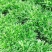 精品苦菊沈阳苦菊产地直供对接电商团购批发商