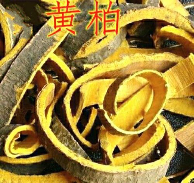 黄柏道地中药材川黄柏现釆现晒干净无杂泡茶泡水包邮