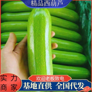 沈阳西葫芦角瓜产地直发货源充足保质保量电话咨询
