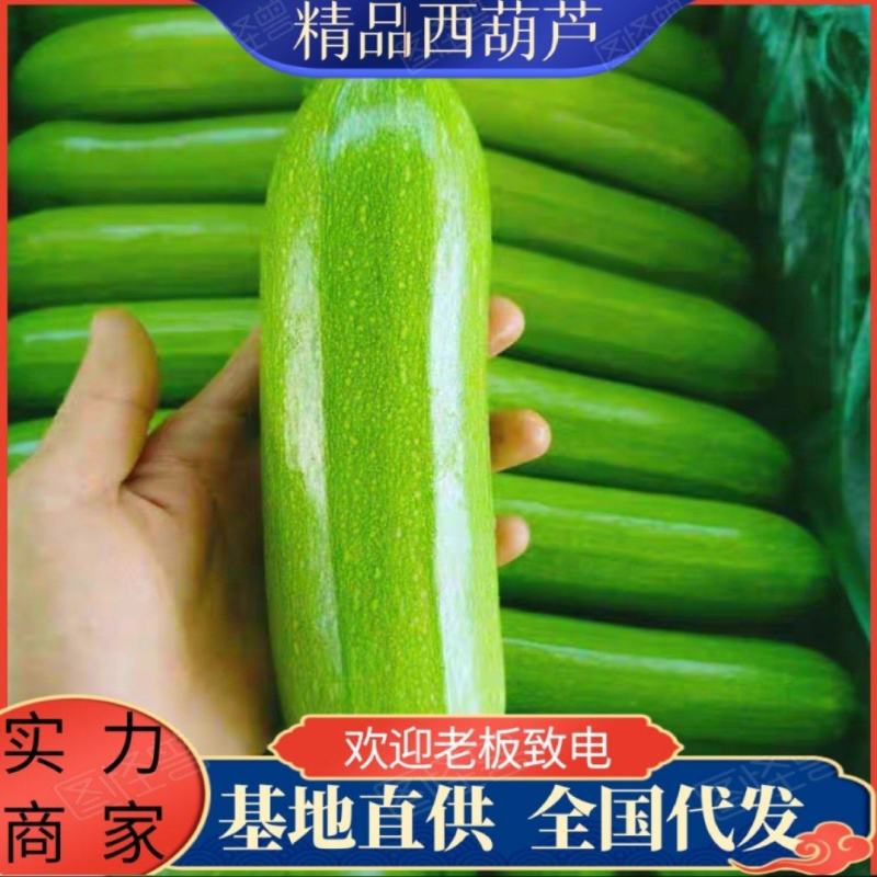 沈阳西葫芦角瓜产地直发货源充足保质保量电话咨询