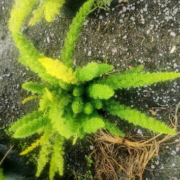 狐尾天门冬盆栽植物庭院花园室内绿植四季常绿除甲醛观叶花镜花苗