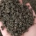 吴茱萸丹丹中药材批发产地直销，货源充足，品质保证，欢迎选购