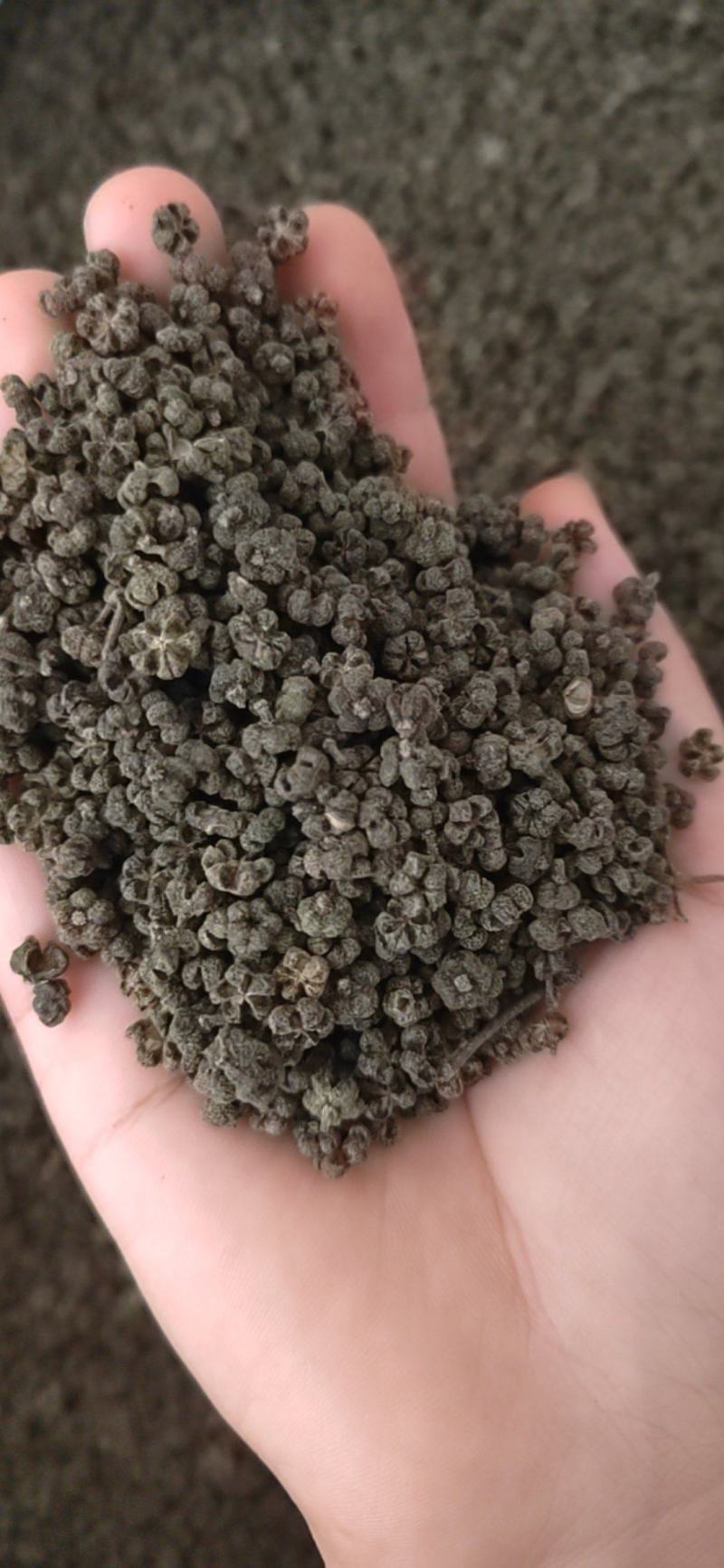 吴茱萸丹丹中药材批发产地直销，货源充足，品质保证，欢迎选购