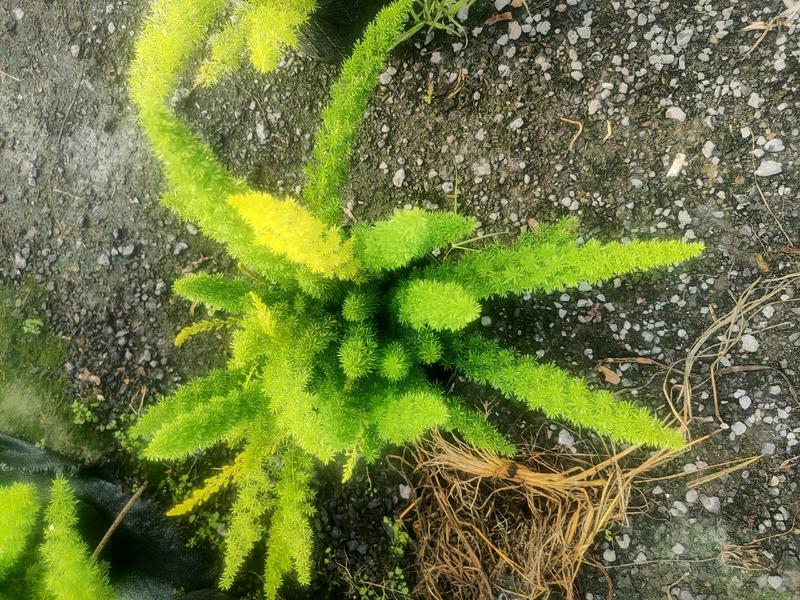 狐尾天门冬盆栽植物庭院花园室内绿植四季常绿除甲醛观叶花镜花苗