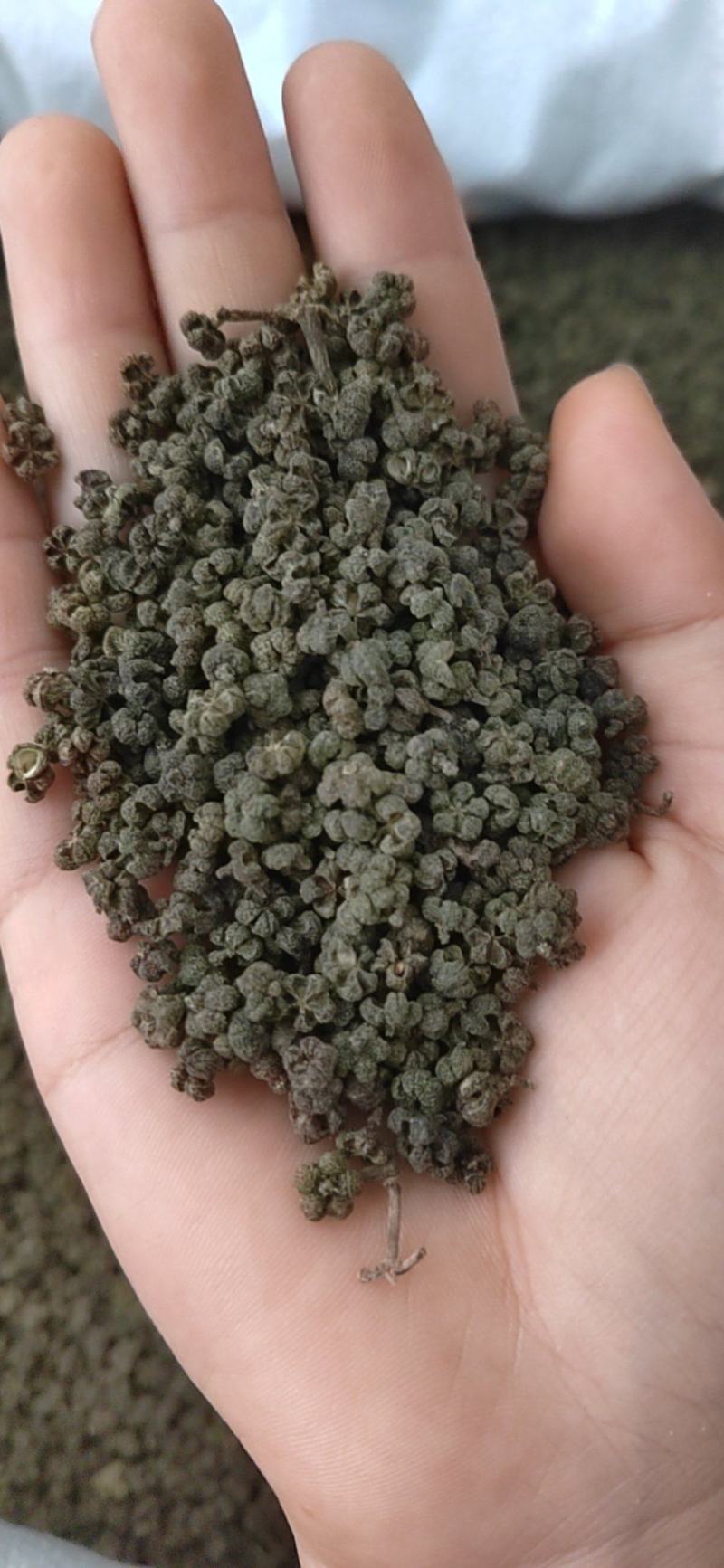吴茱萸丹丹中药材批发产地直销，货源充足，品质保证，欢迎选购
