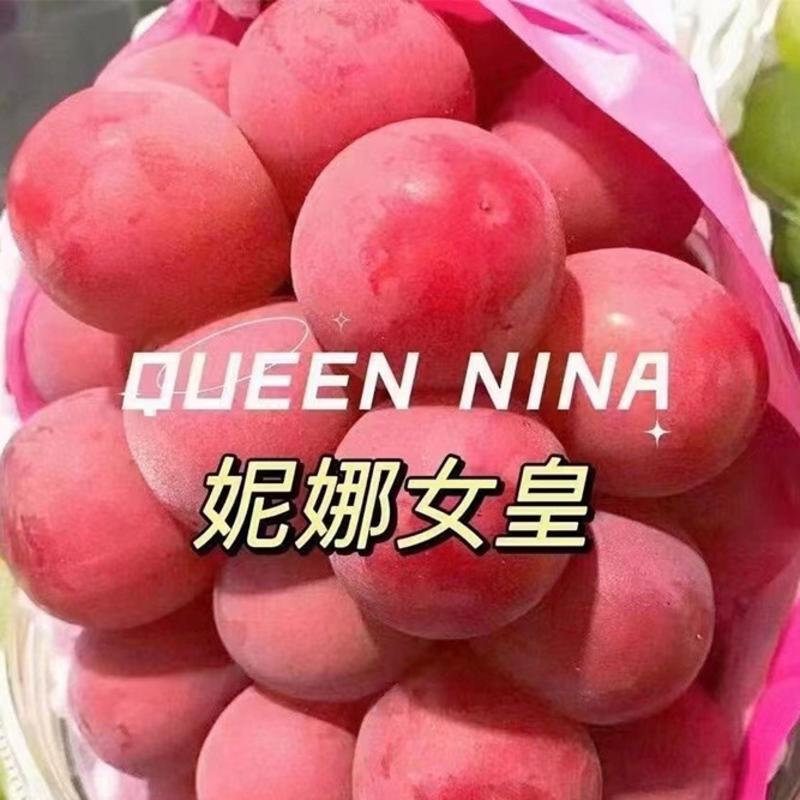 【精】云南妮娜皇后葡萄，大量上市基地直供，欢迎合作