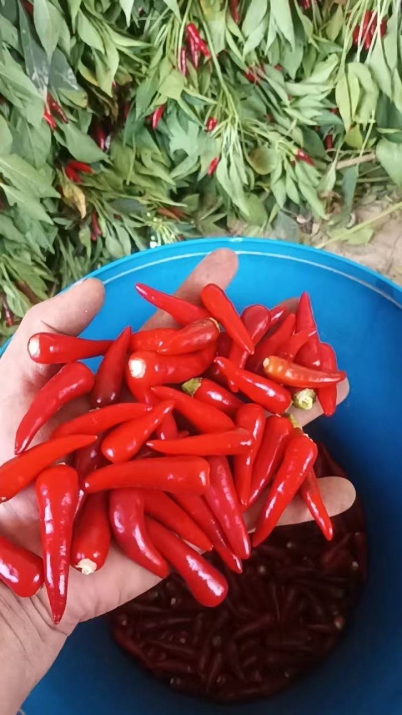 天问二号辣椒