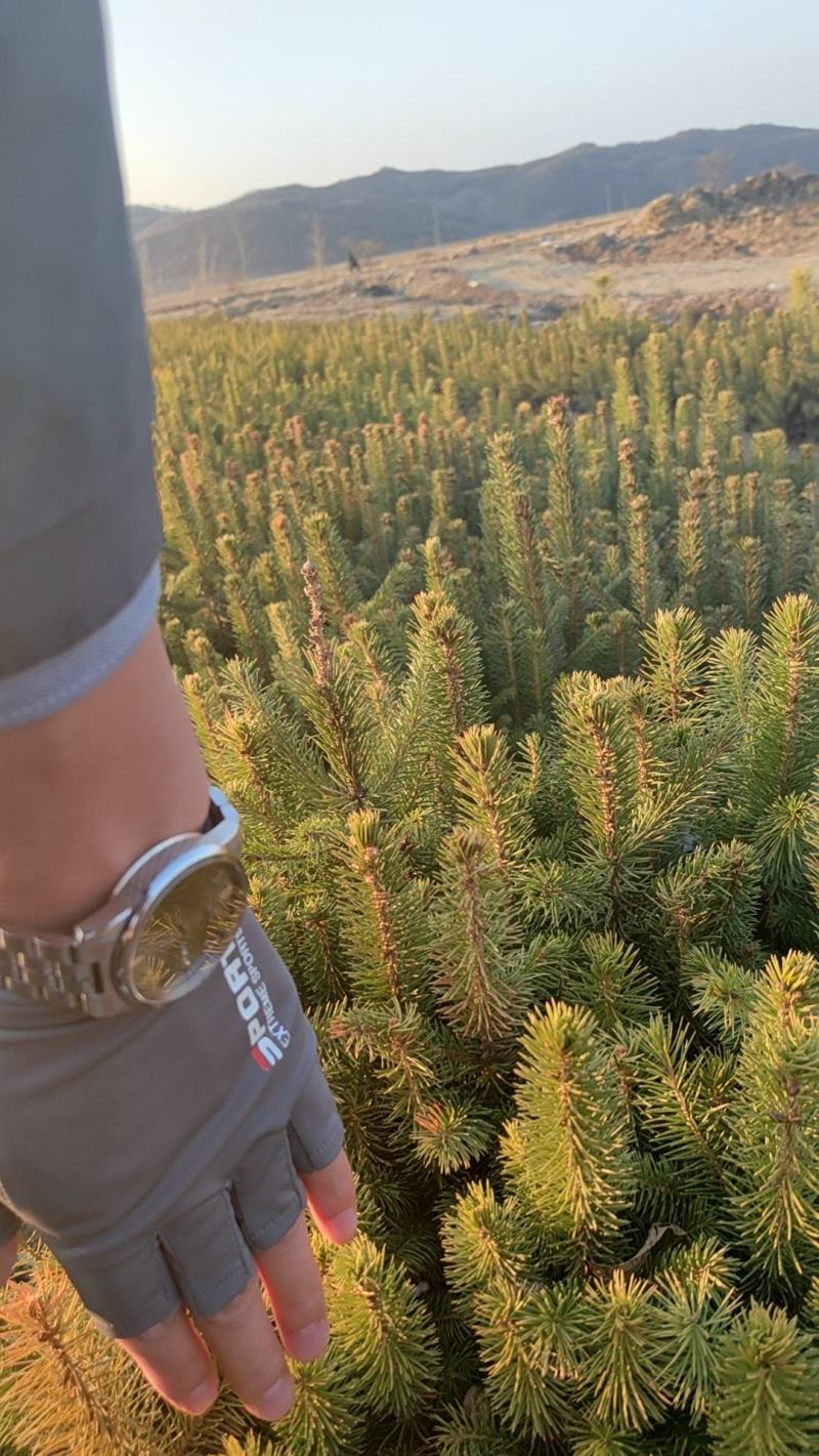 二年三，四五年云杉，原床苗，移植苗品质好，品种纯