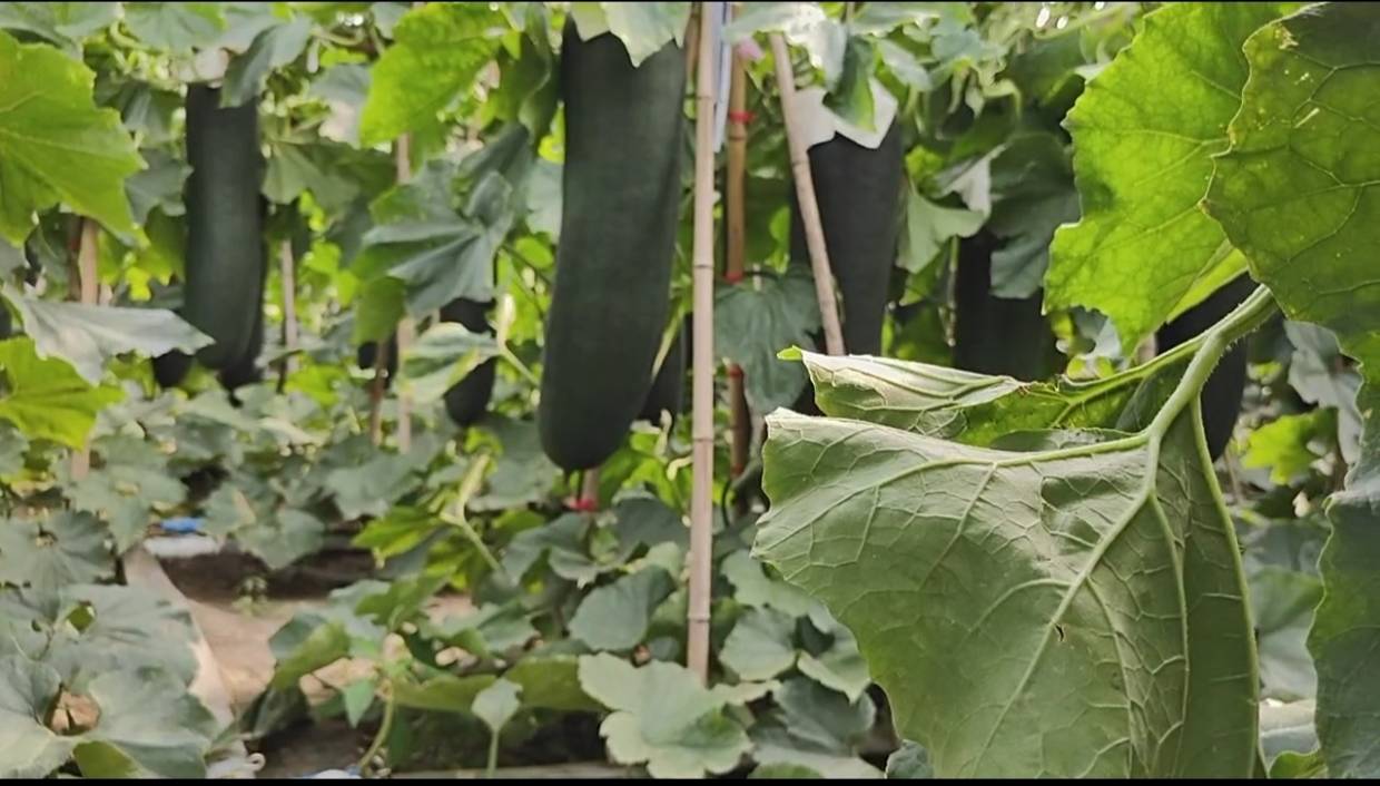 藤蔓上悬挂着多个青绿色、短圆柱形的一串铃冬瓜,表皮带有细密白霜,瓜蒂新鲜,背景为清晨露水未干的菜园,阳光斜照,展现自然生态种植环境 一串铃冬瓜植株结瓜特写