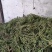 马齿菜