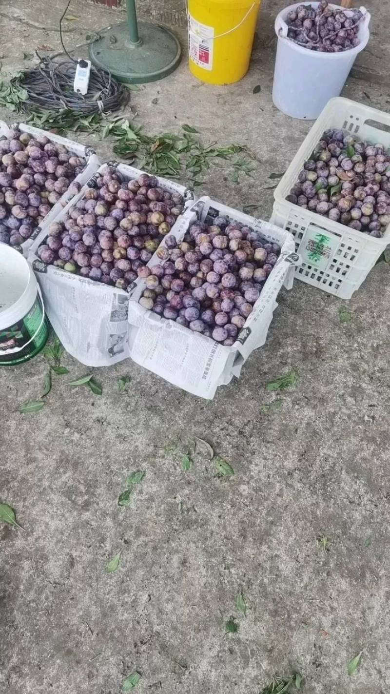 【实力商家】脆红李大量上市口感纯甜大量接单品质保证