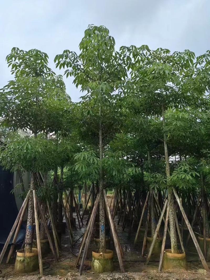 英雄树，本地木棉，5-20分，大量出售，支持视频看货