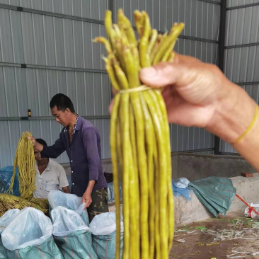 重庆特产酸豆角、泡豇豆大量供应中，可供市场货、电商货