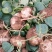 豆薯