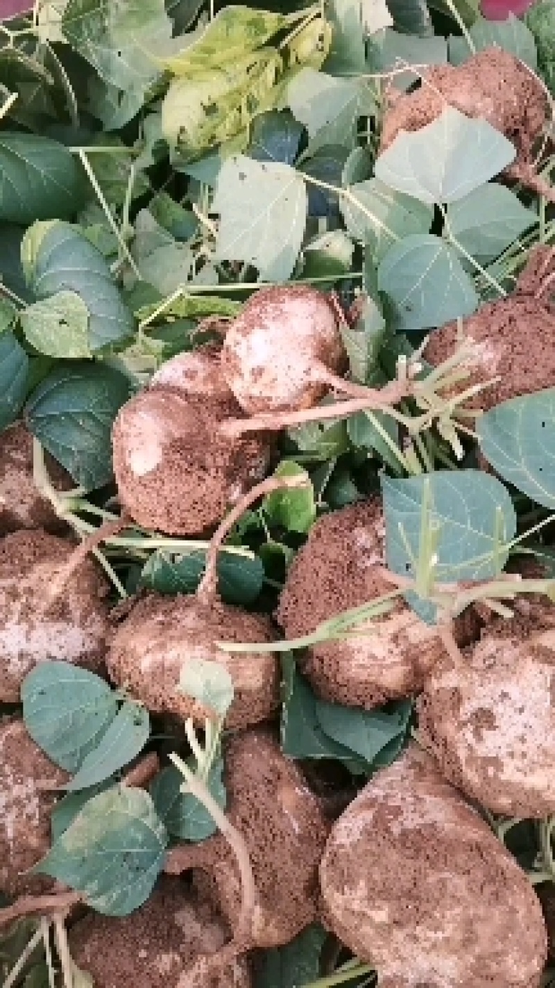 豆薯