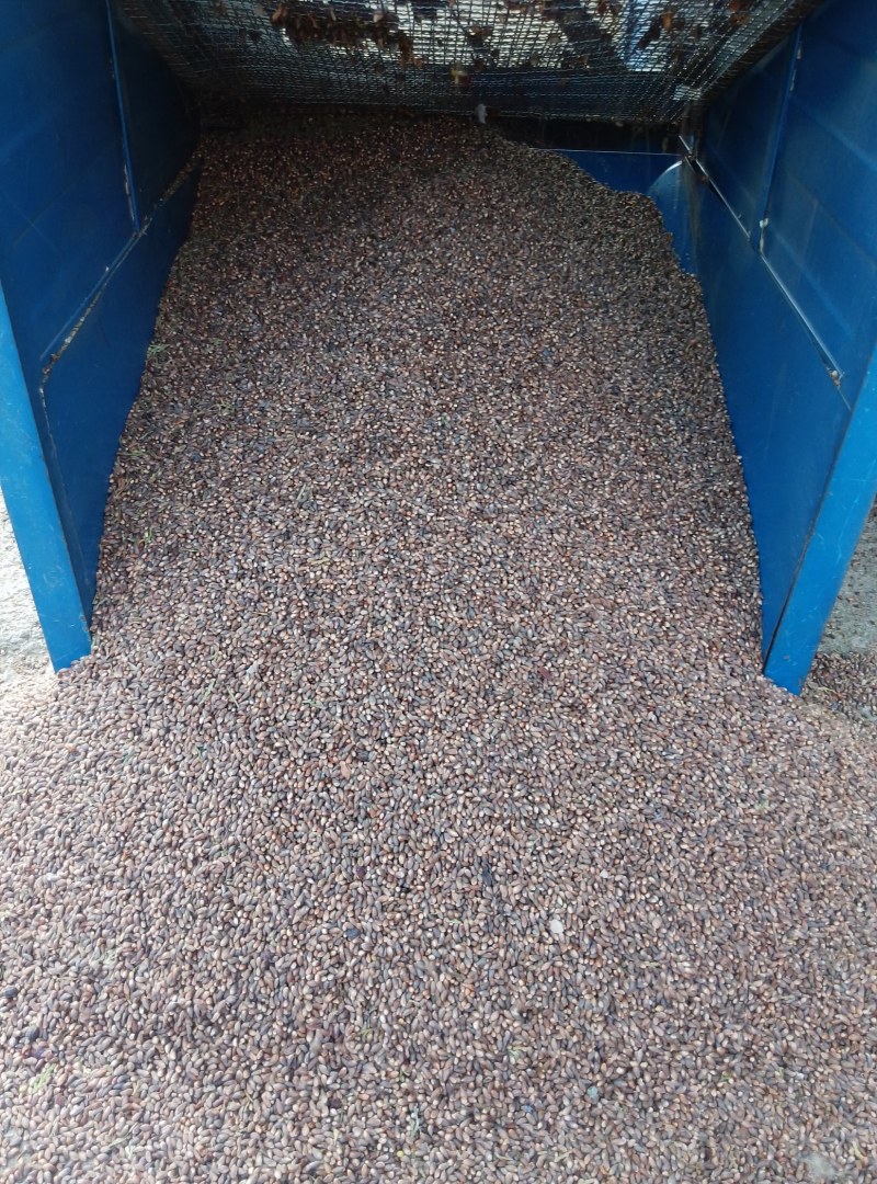 野生柏树籽
