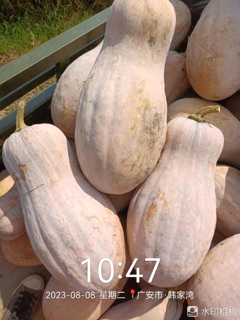 蜜本老南瓜