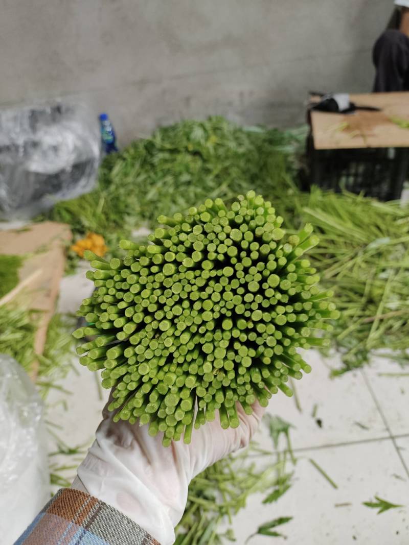 精品芦蒿