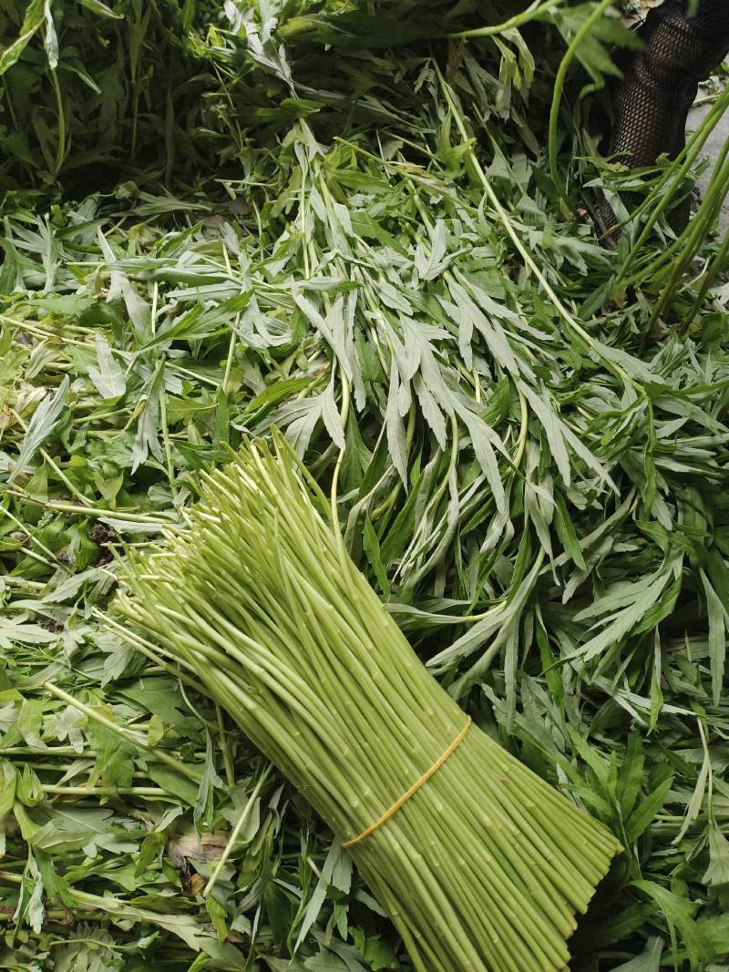 精品芦蒿