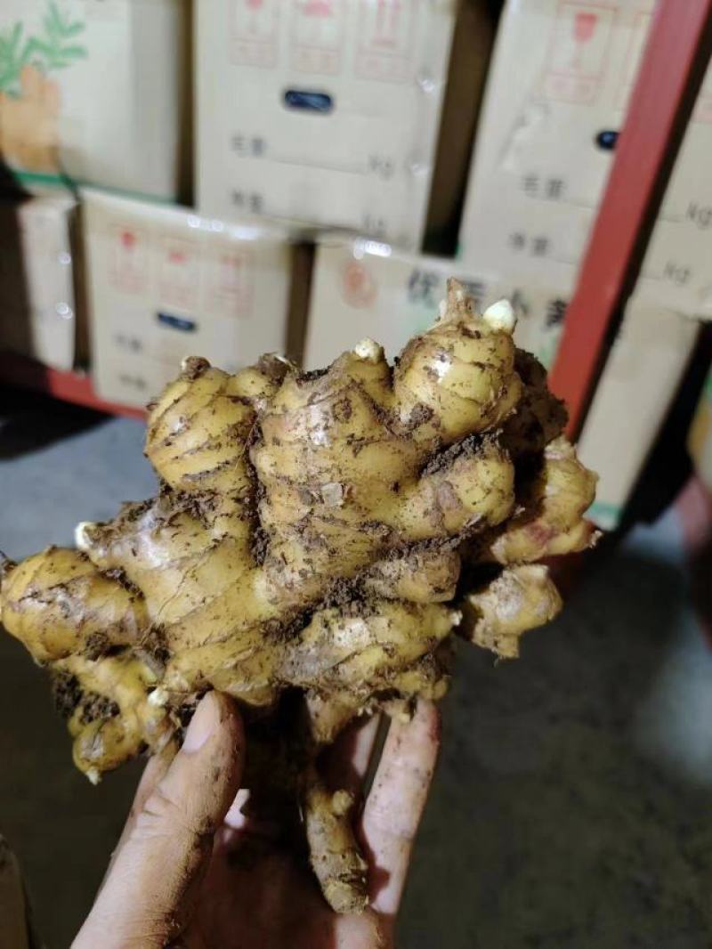生姜产地直发，质量保证【市场货电商货外贸货】支持全国发货
