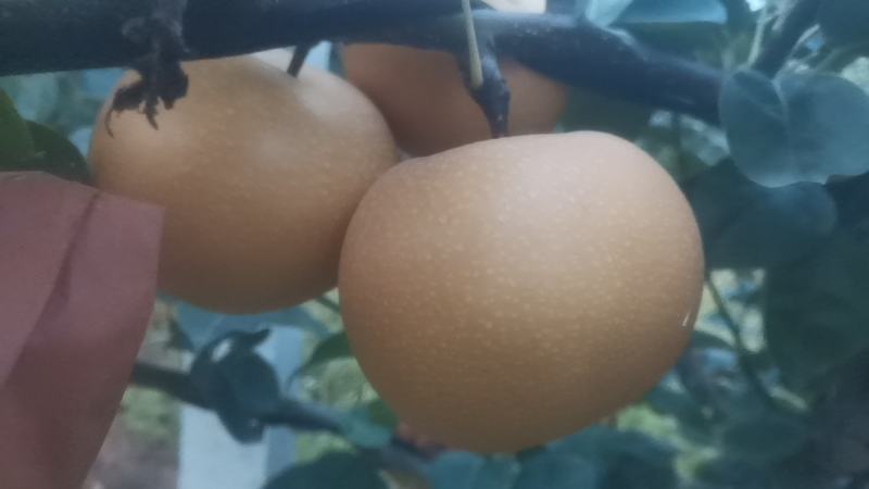 秋月梨，大量上市中，欢迎广大客户来共同发财