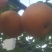 秋月梨，大量上市中，欢迎广大客户来共同发财