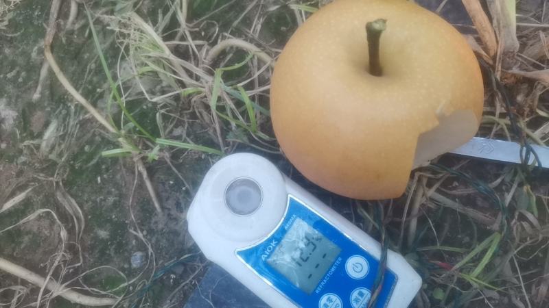 秋月梨，大量上市中，欢迎广大客户来共同发财