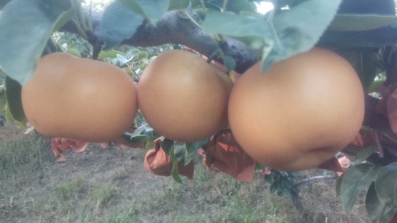 秋月梨，大量上市中，欢迎广大客户来共同发财