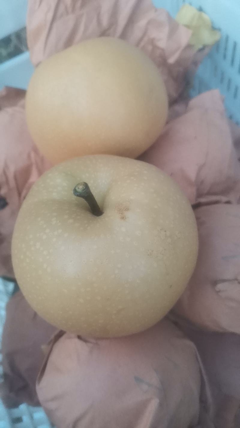 秋月梨，大量上市中，欢迎广大客户来共同发财