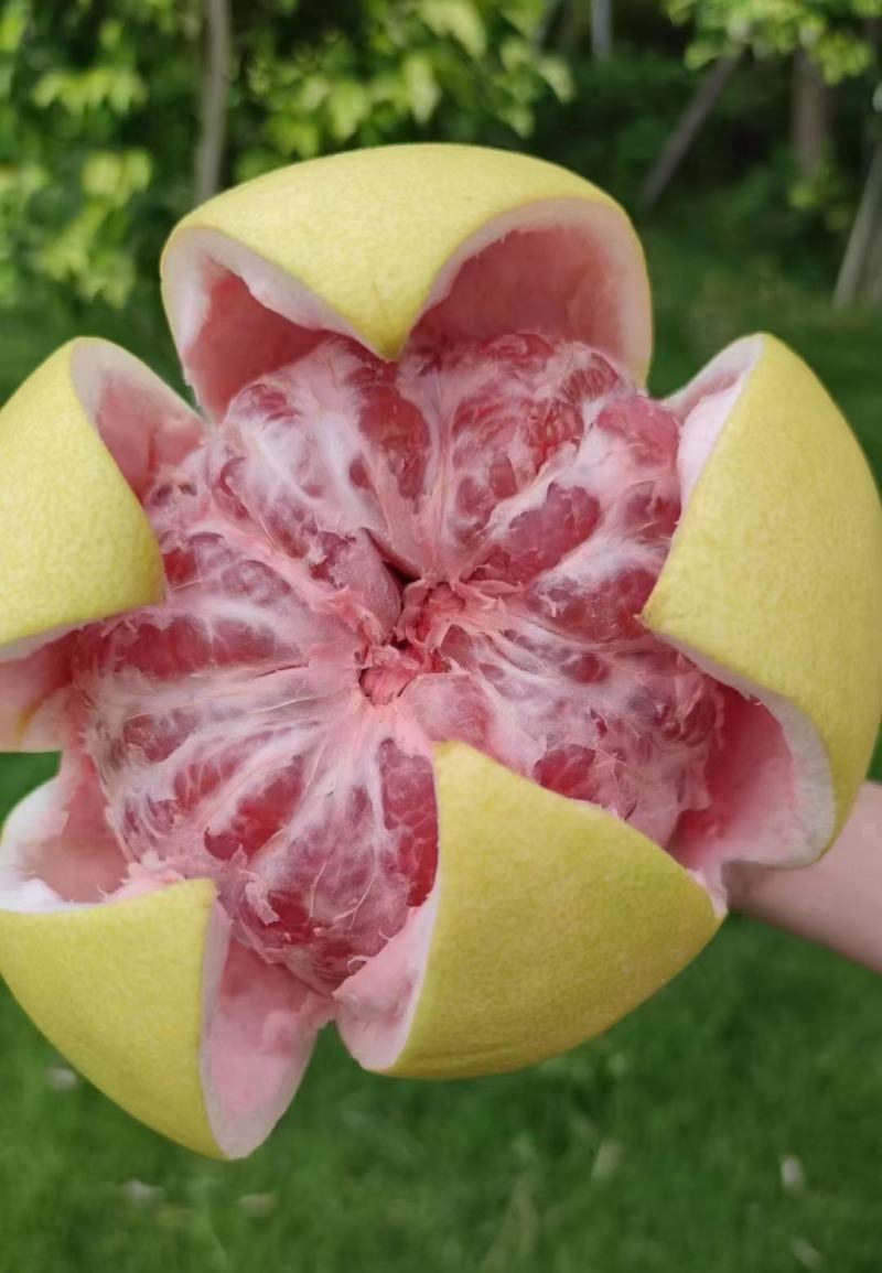 三红蜜柚
