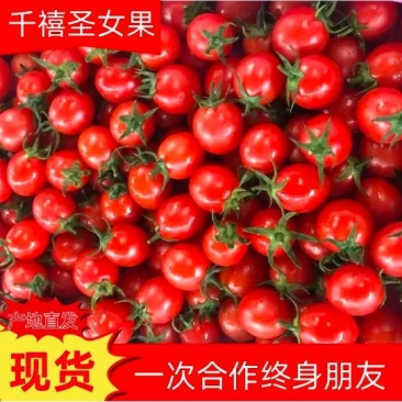 广西百色圣女果，专业对接电商，社区团购，超市，欢迎咨询