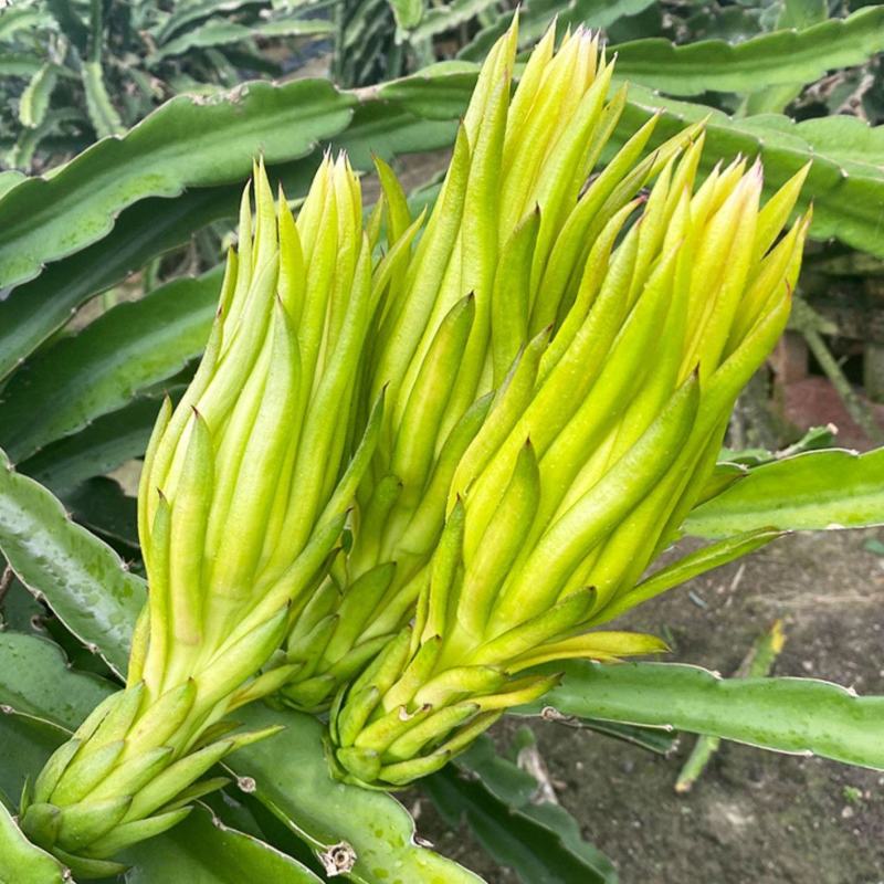 霸王花