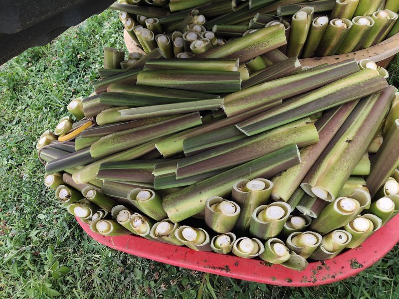 大量单季茭白上市