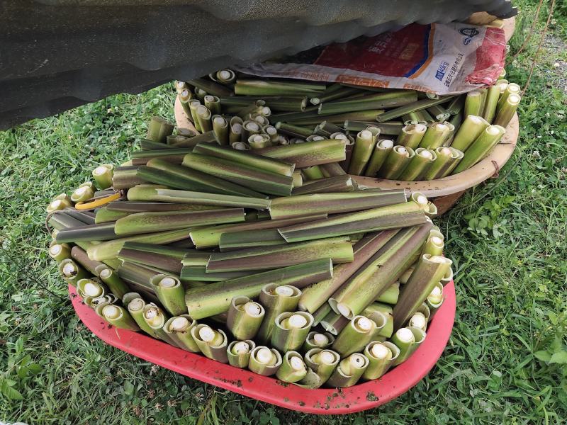 大量单季茭白上市