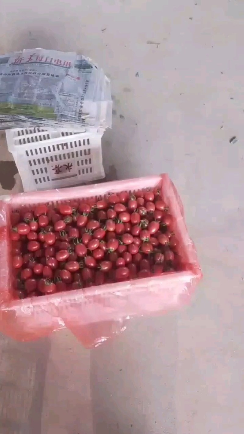 千禧圣女果