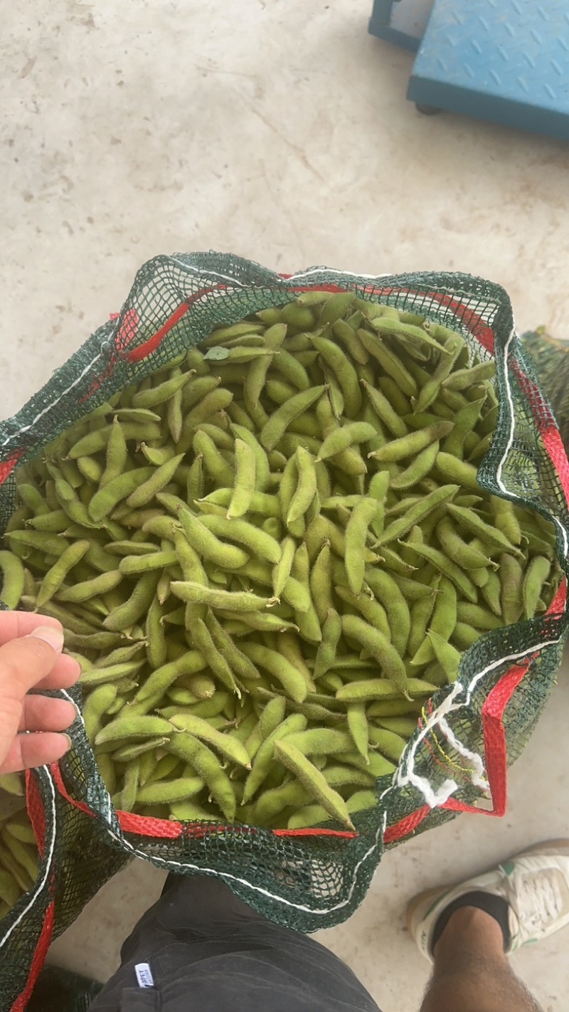黄山大青豆，大板豆，开心绿毛豆，质量保证货源稳定