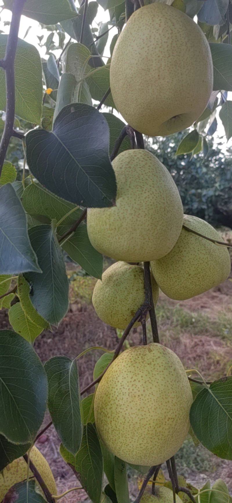 酥梨又甜又翠