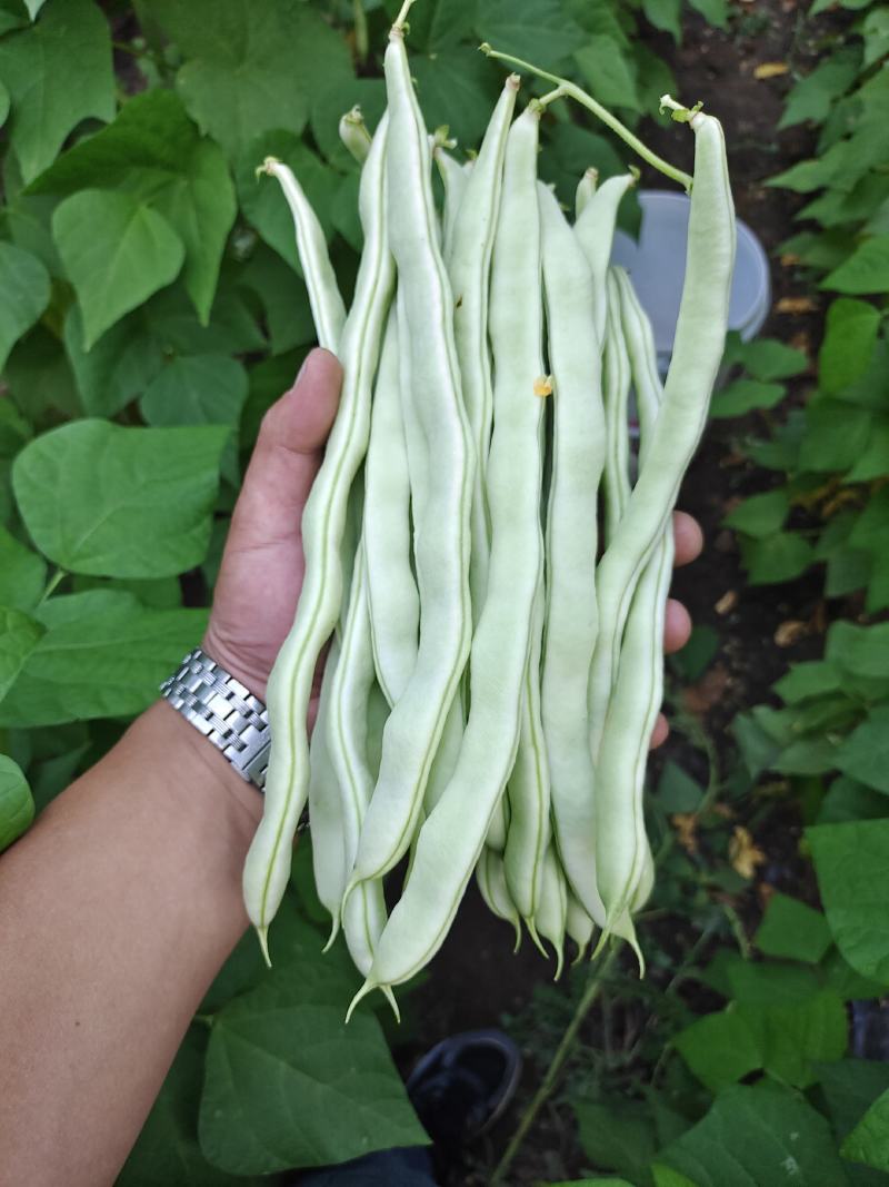 精品白豆