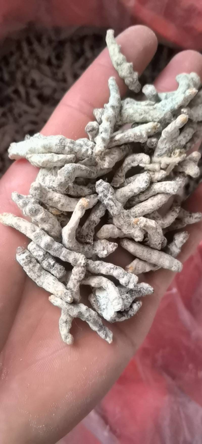 僵蚕，统货，关书药业，批发中药材规格齐全品质