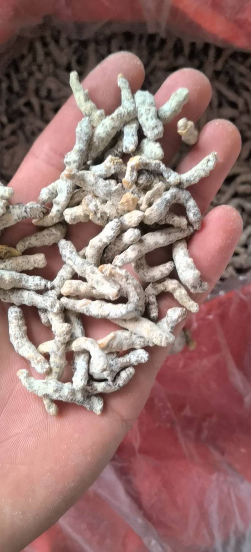 僵蚕，统货，关书药业，批发中药材规格齐全品质